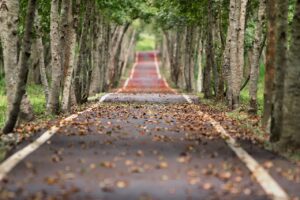 Leaves falling 